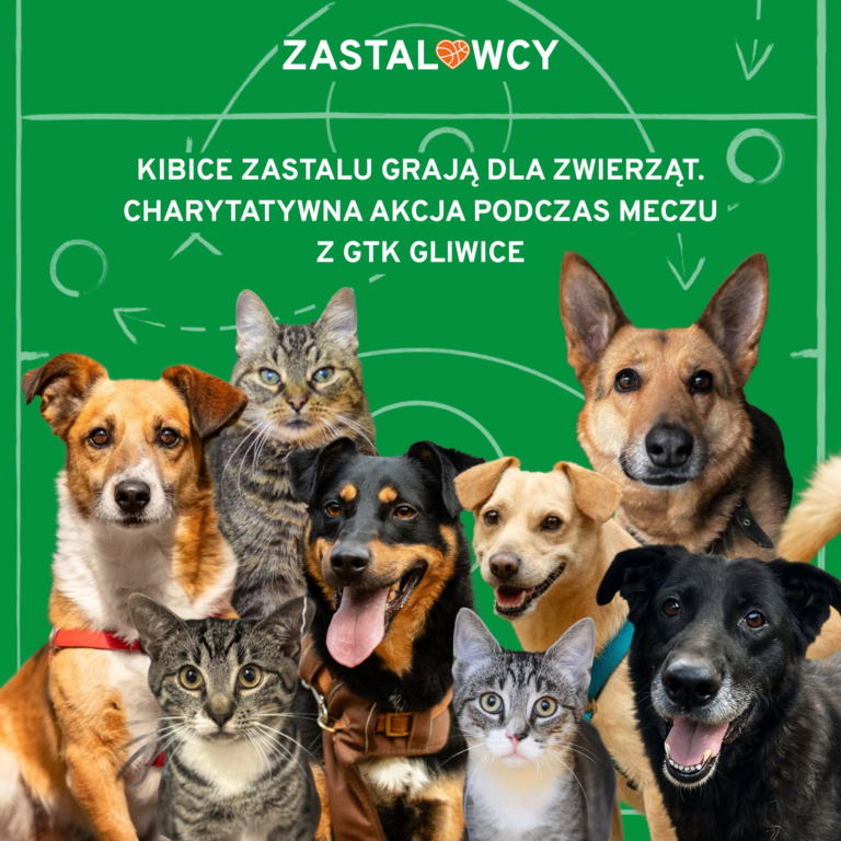 pomoc dla schroniska