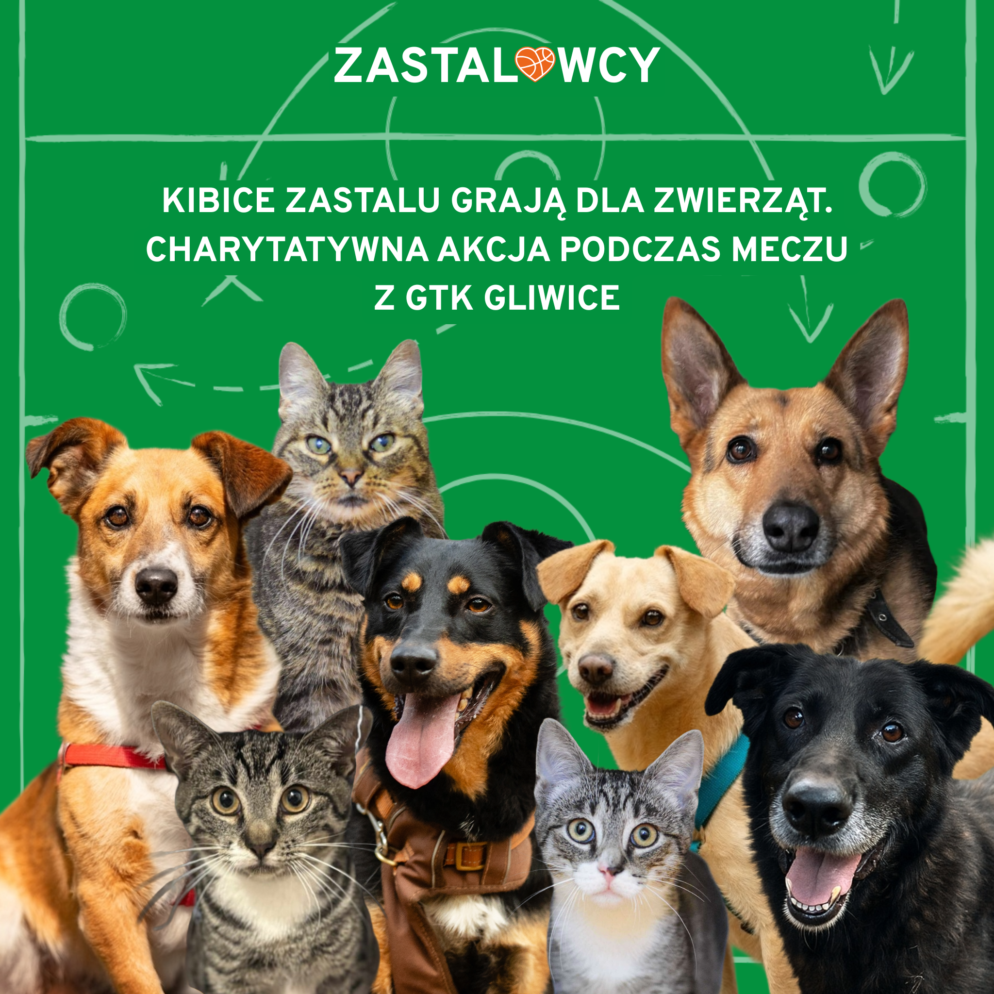 pomoc dla schroniska